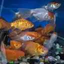 goldfish4.webp