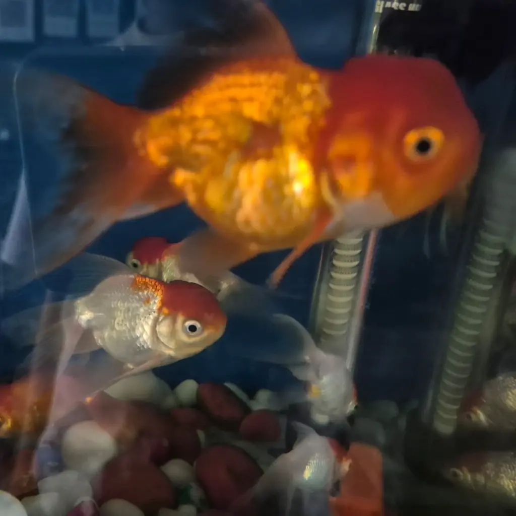 goldfish3.webp