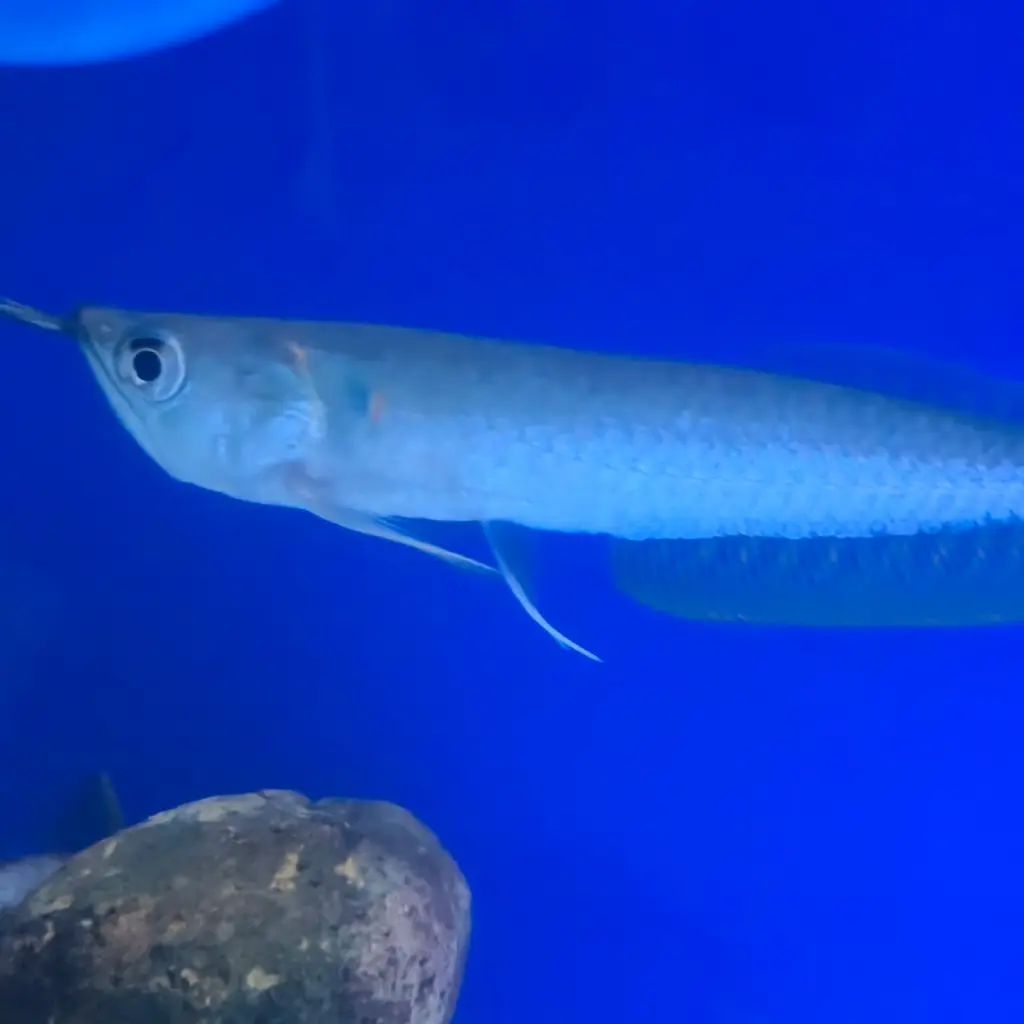 arowana2.webp