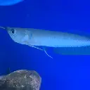 arowana2.webp