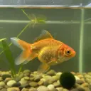 Gold Fish