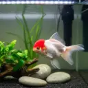 Redcap Oranda Goldfish